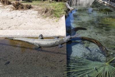SA Zoo Gharial 2025